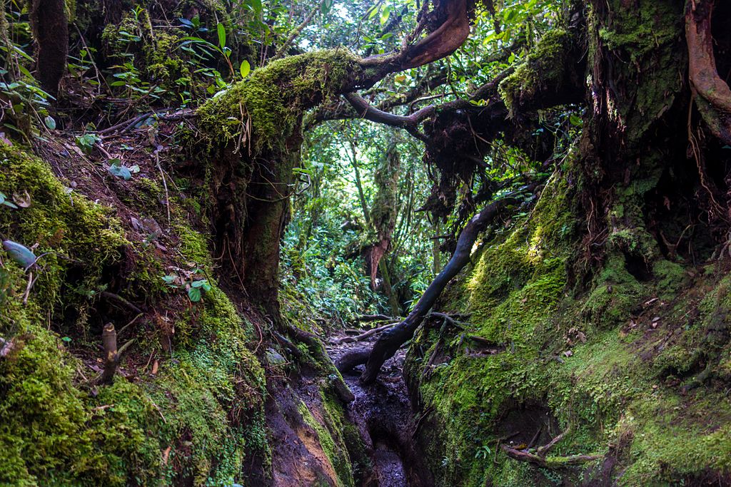 Mossy Forest, Cameron Highlands